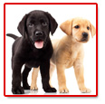 Hunde