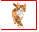 Katzen