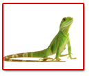 Reptilien