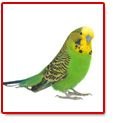 Vögel